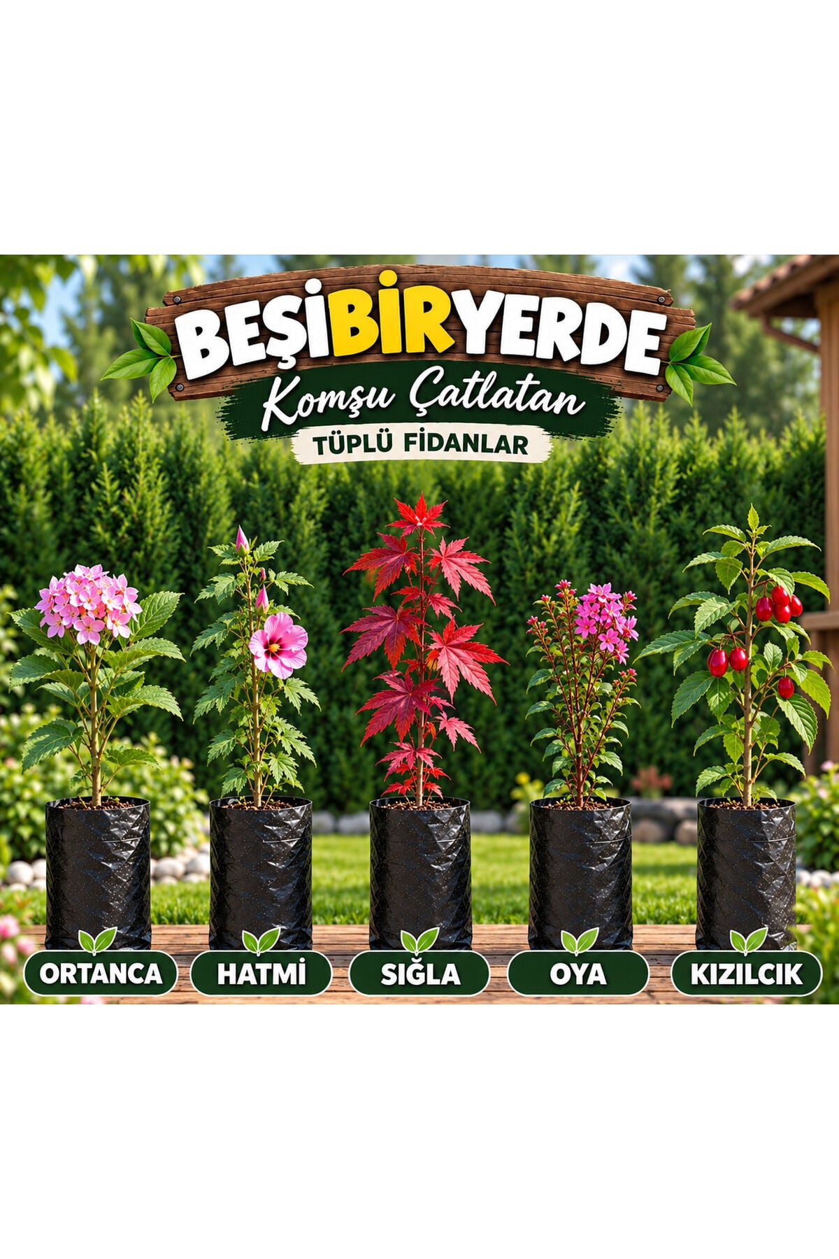 Ortanca hatmi sığla oya kızılcık beşibiryerde tüplü
