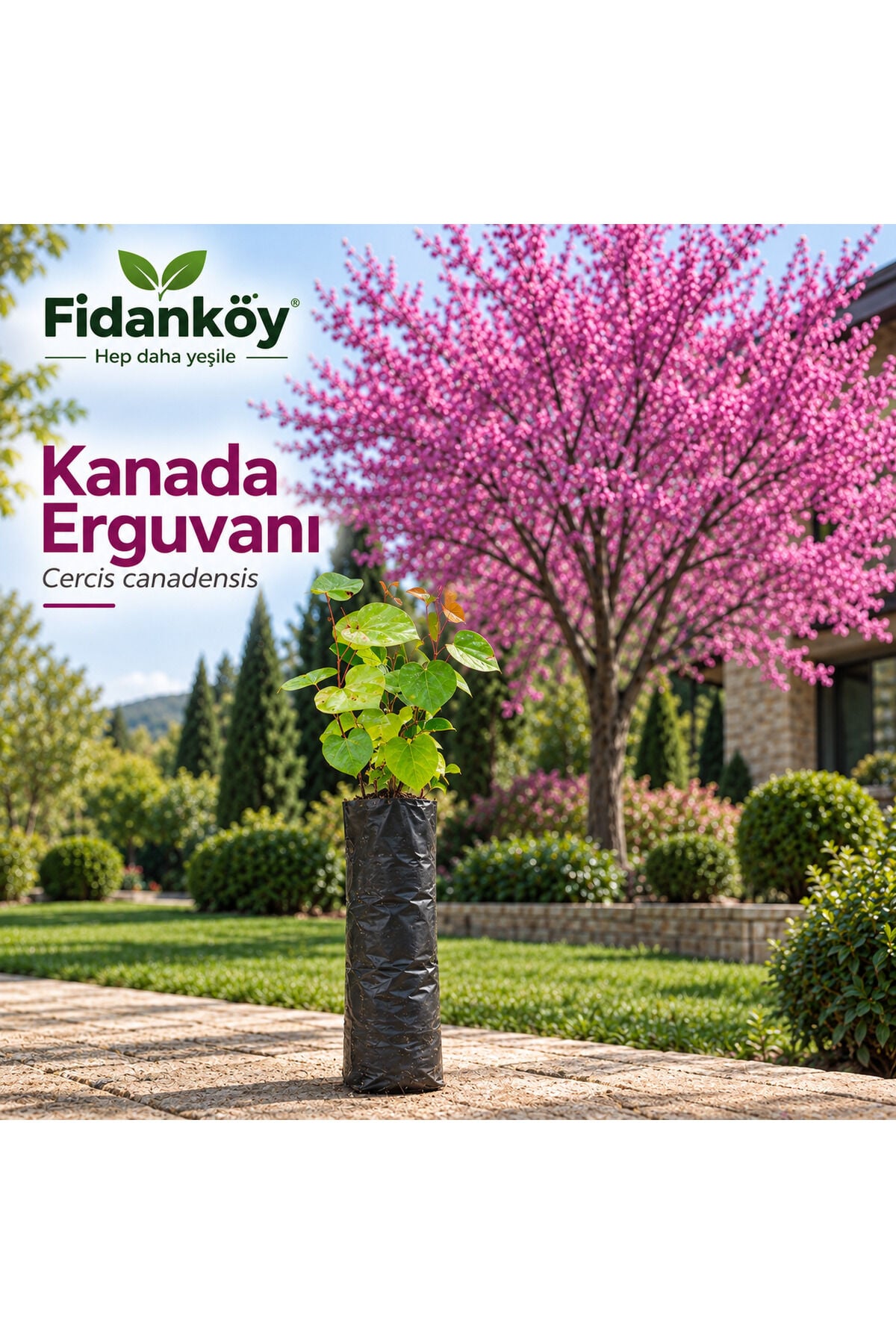 Erguvan fidanı Kanada erguvanı tüplü