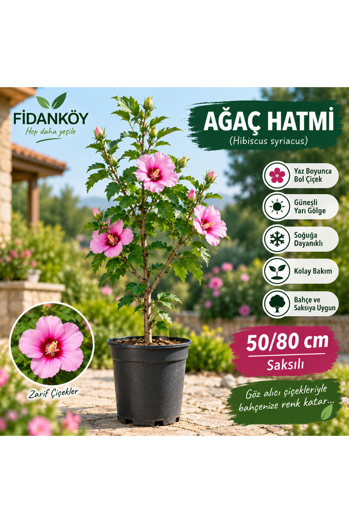 Hatmi çiçeği saksili