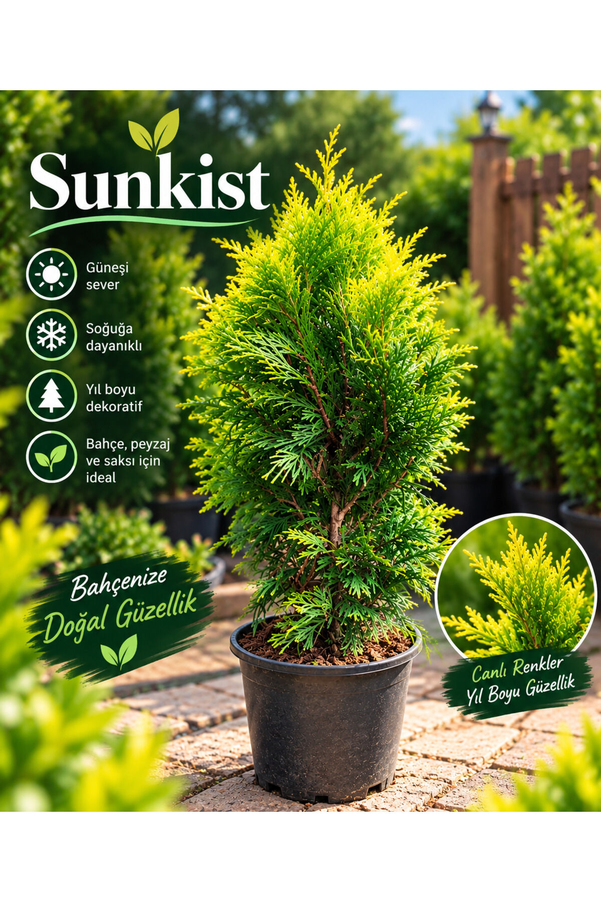 Sunkist mazı altın çam saksılı 50/80 cm