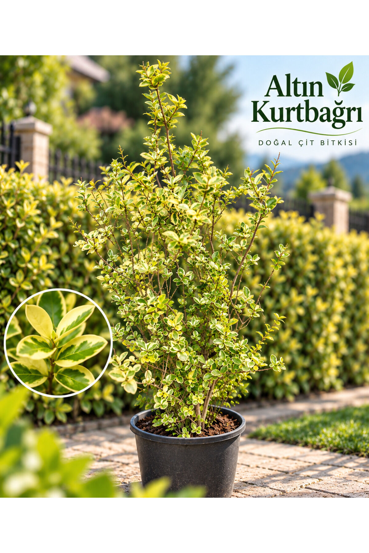 Altın Kurtbağrı / altin Ligustrum / altın çit saksılı 60/100 cm