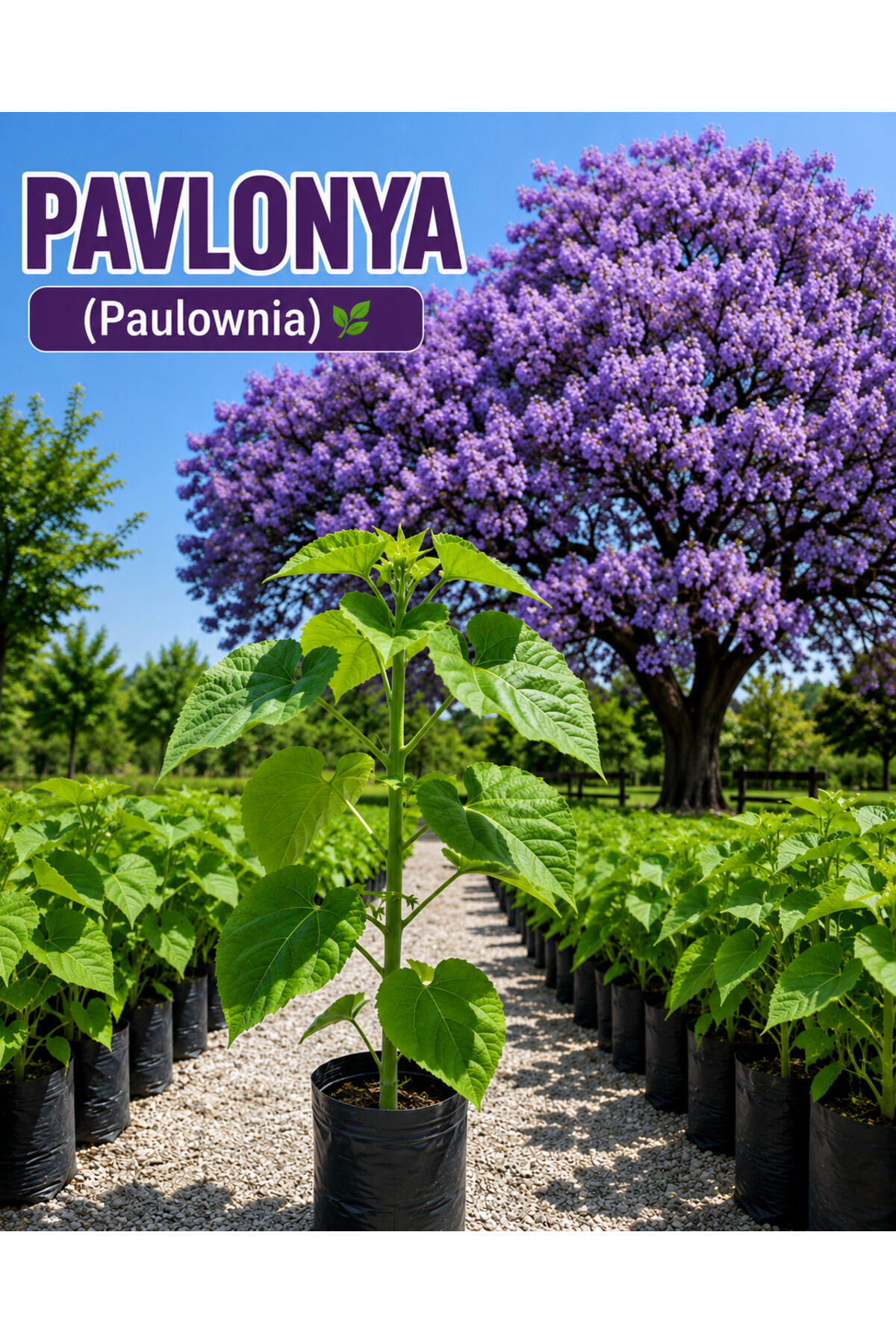 PAVLONYA BÜYÜK TÜPLÜ