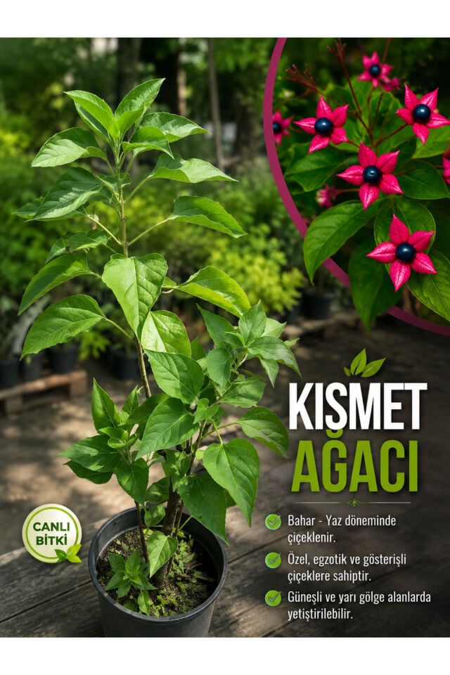 Kismet ağacı saksılı