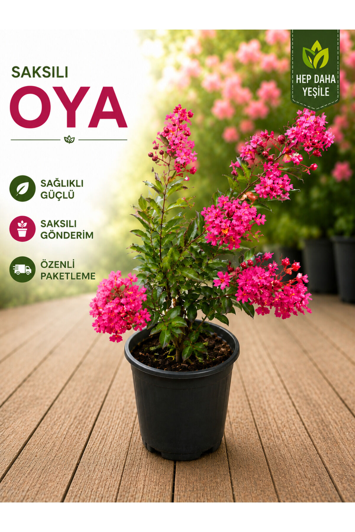 Bodur oya fidanı saksılı nadir bitki komşu çatlatan