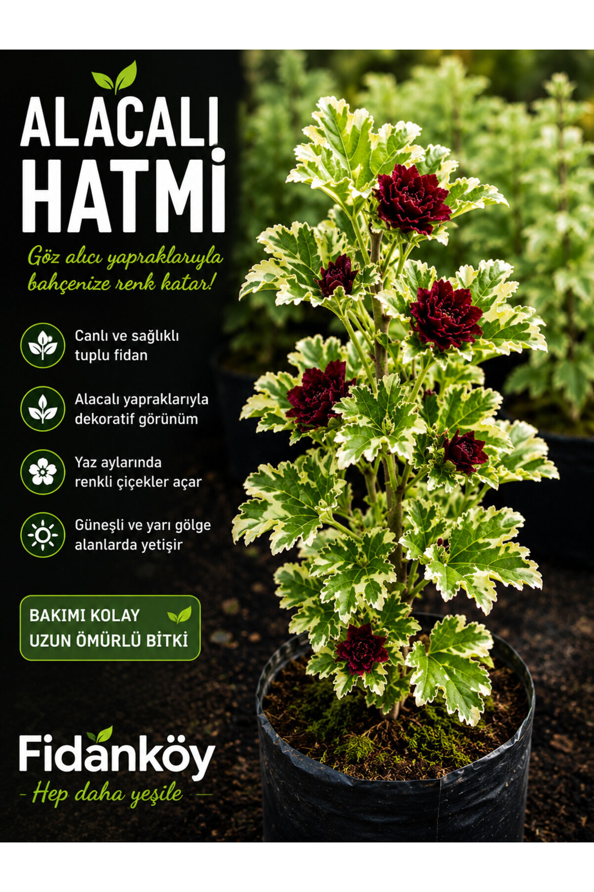 Alacalı Hatmi fidanı