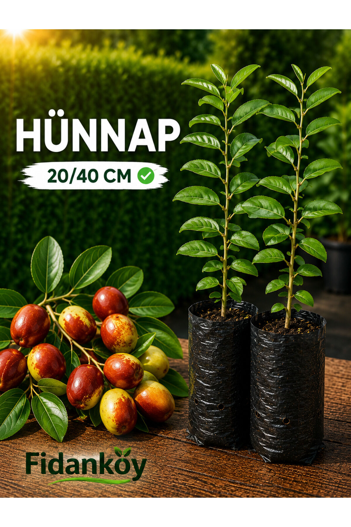 Hünnap Fidanı (Ziziphus jujuba) tüplü / saksılı