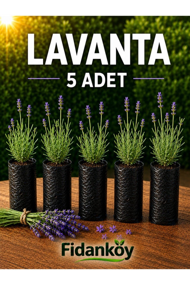 Lavanta Fidanı 5 adet tüplü fidan