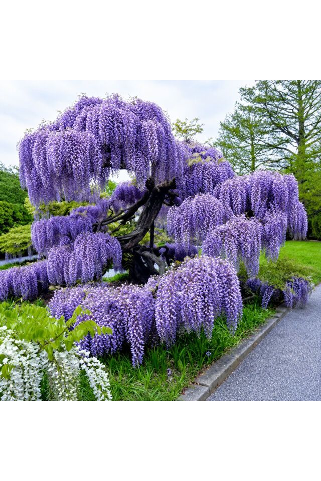 Mor Salkımı Wisteria sinensis Gösterişli Sarılıcı Süs Bitkisi