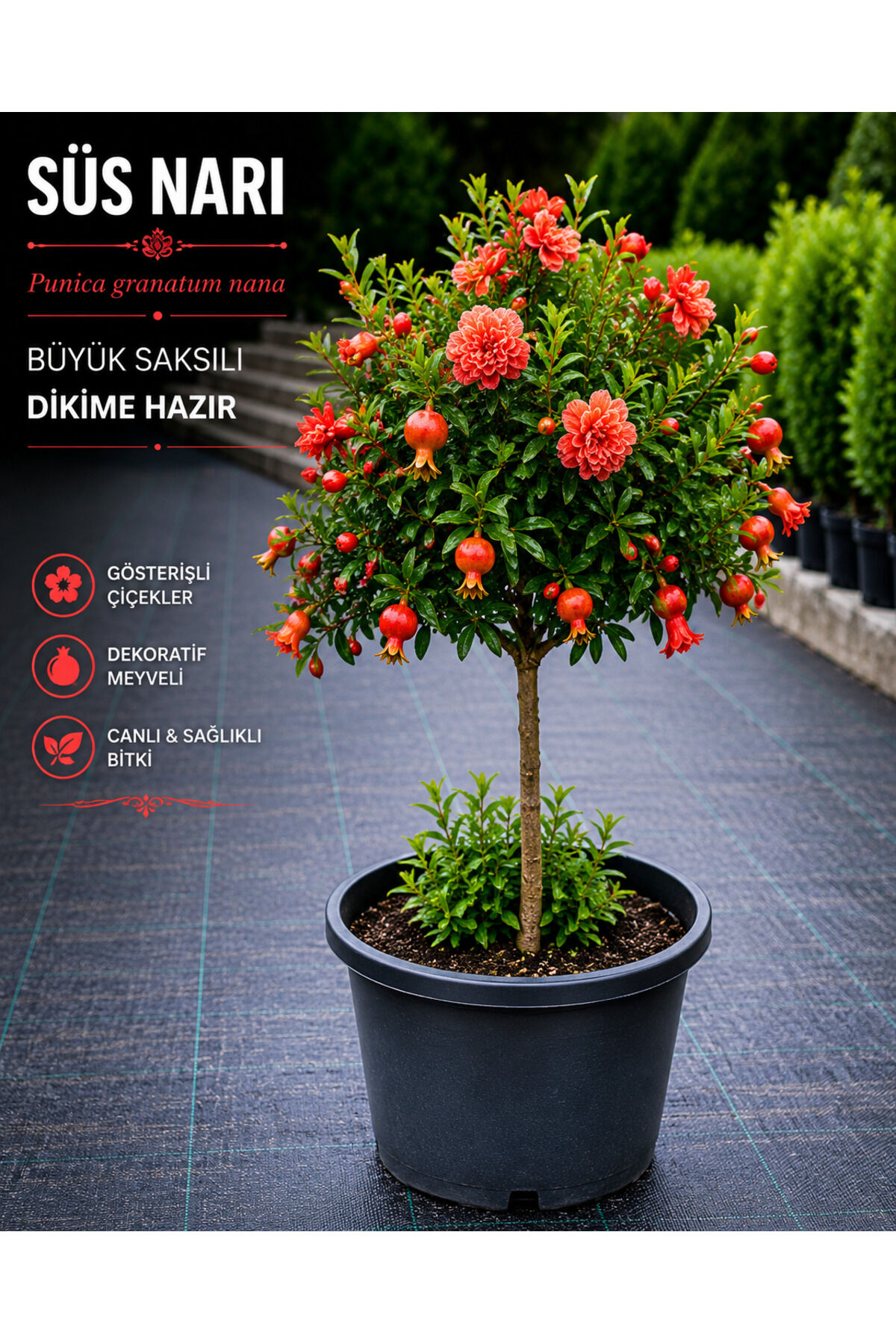 Süs Narı (Punica granatum nana) Büyük Saksılı Dikime Hazır Dekoratif Nar Fidanı