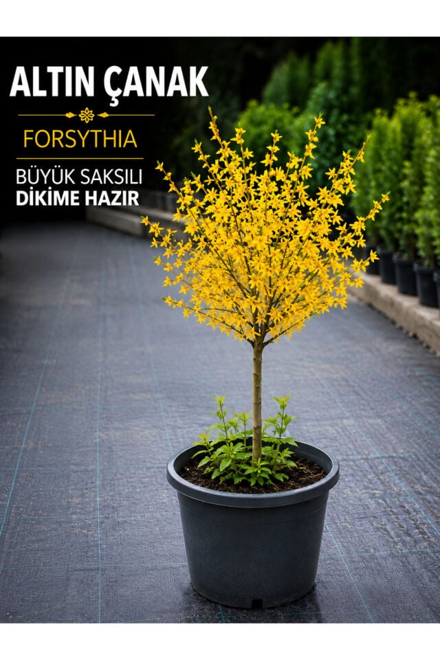 Altın Çanak Forsythia Fidanı Büyük Saksılı Sarı Çiçekli Dikime Hazır Bahçe Bitkisi