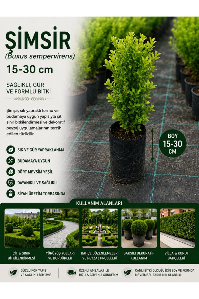 Şimşir Fidanı (Buxus Sempervirens) 15-30 Cm Çit ve Peyzaj Bitkisi