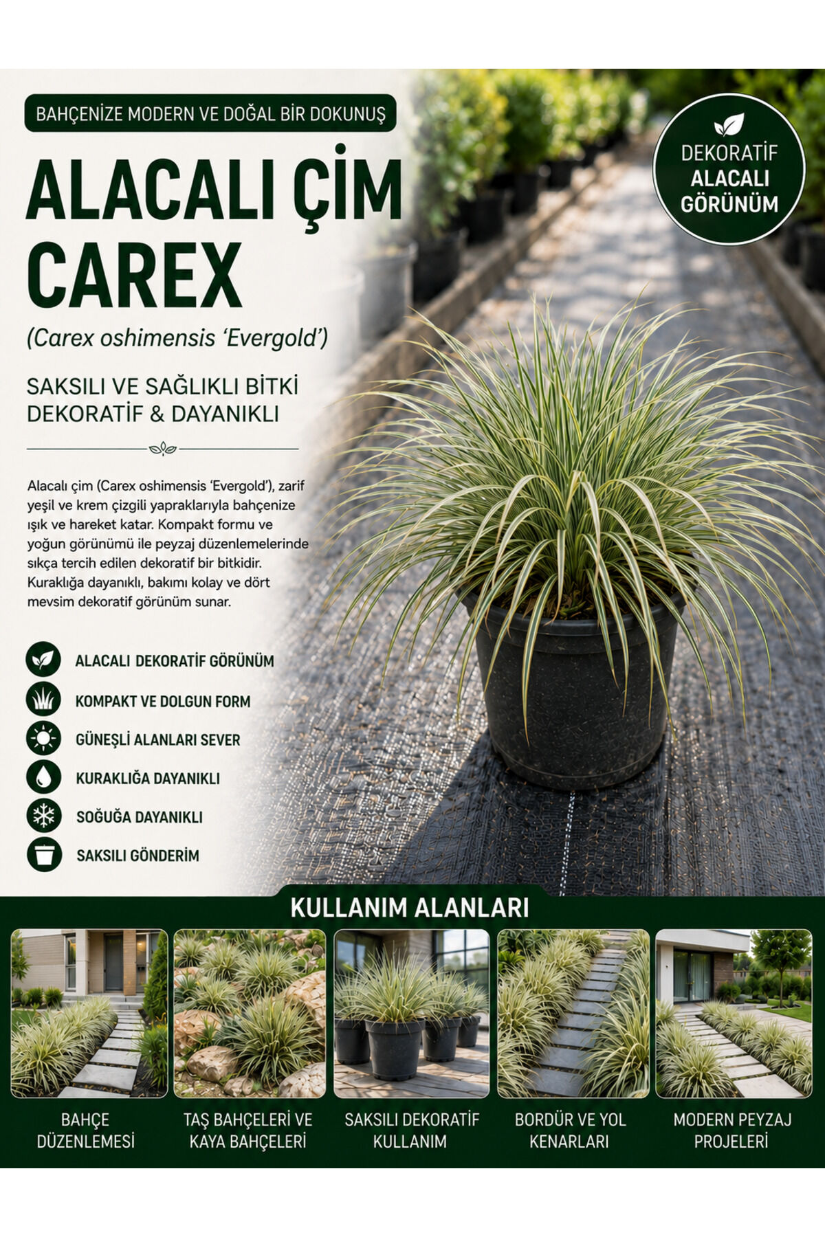 Alacalı Çim Carex (Carex oshimensis 'Evergold')