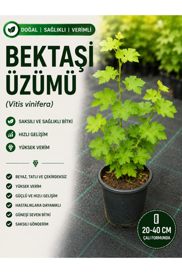 Bektaşi Üzümü Fidanı 20-40 Cm Saksılı Çalı Formunda Meyve Fidan