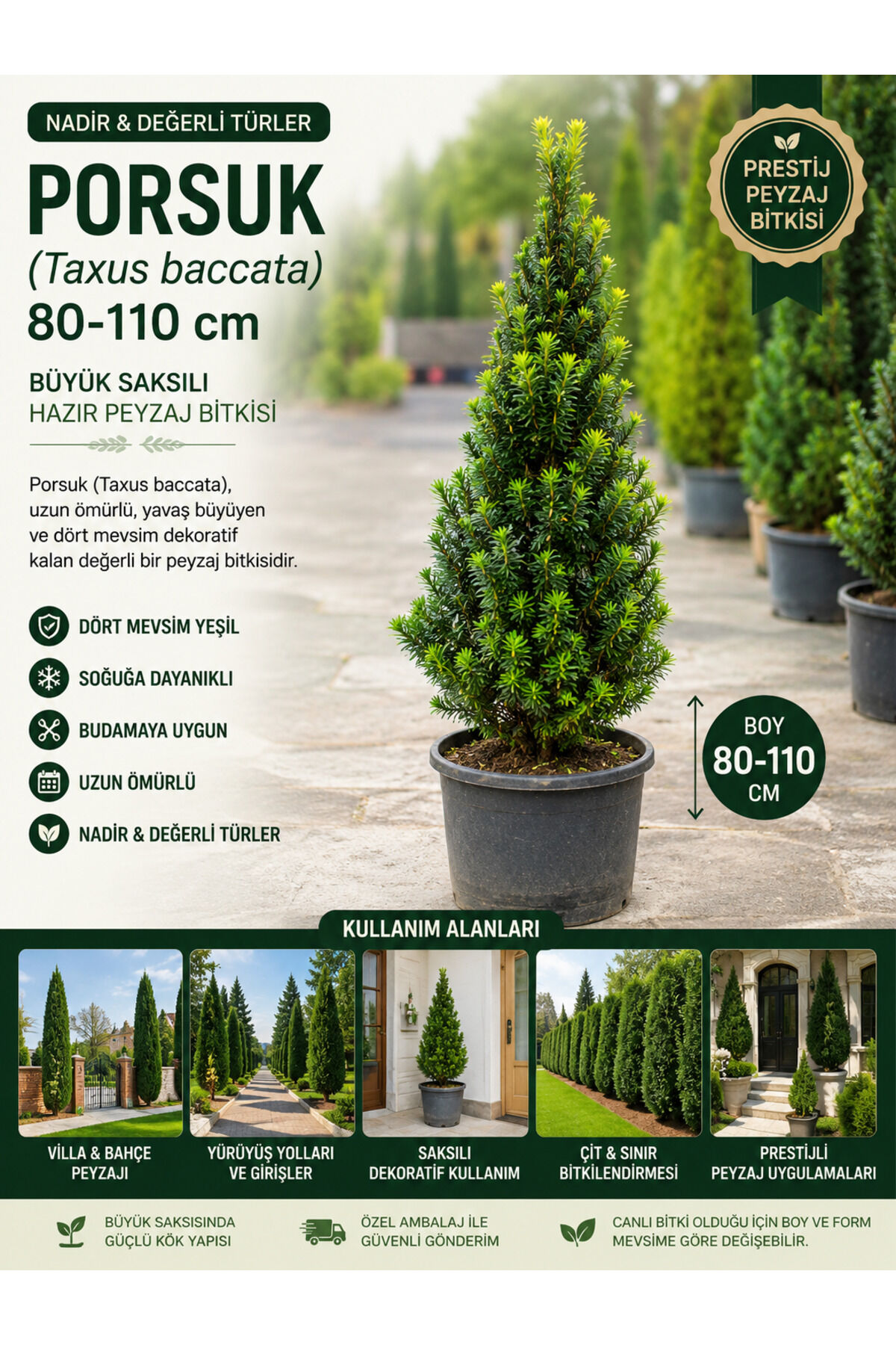 Porsuk Ağacı Taxus Baccata 80-110 Cm Büyük Saksılı Nadir Peyzaj Bitkisi