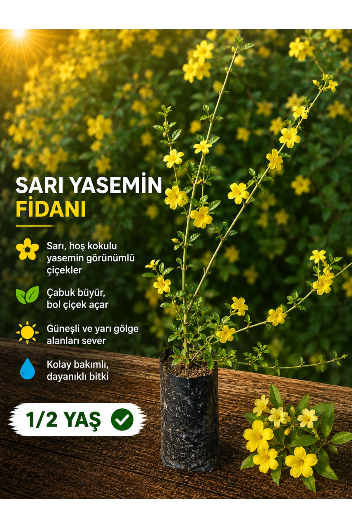 Sarı yasemin fidanı büyük tüplü