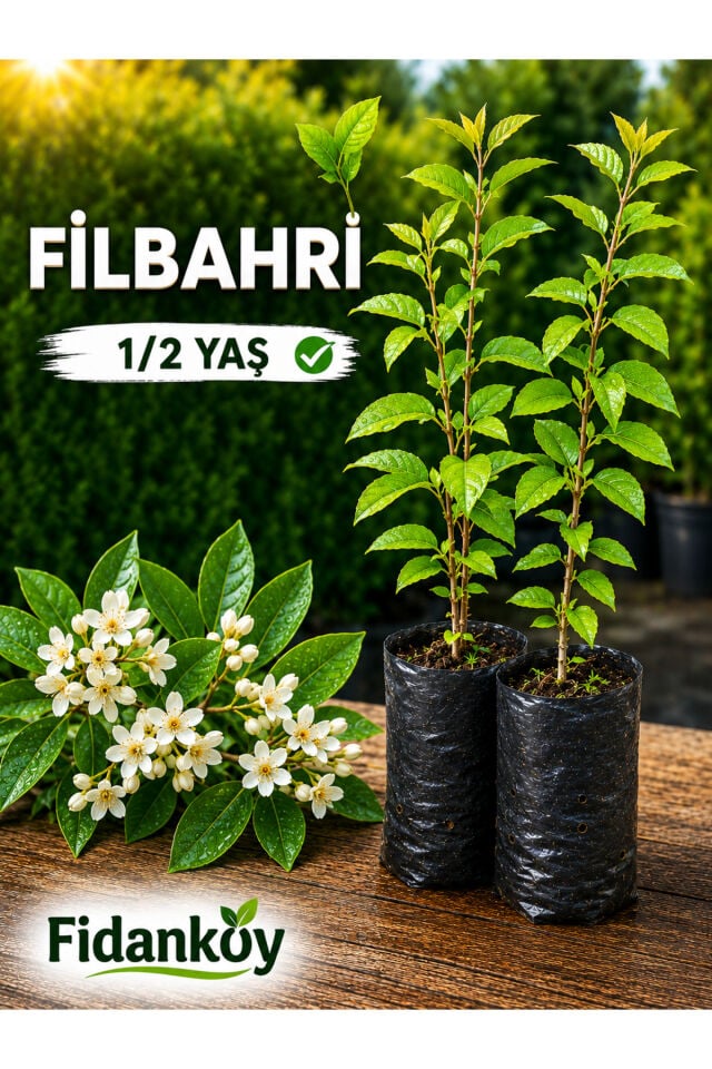 Filbahri fidanı büyük tüplü 1/2 yaş