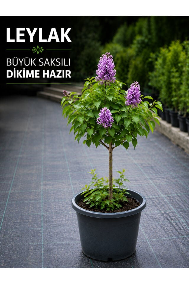Leylak büyük saksılı