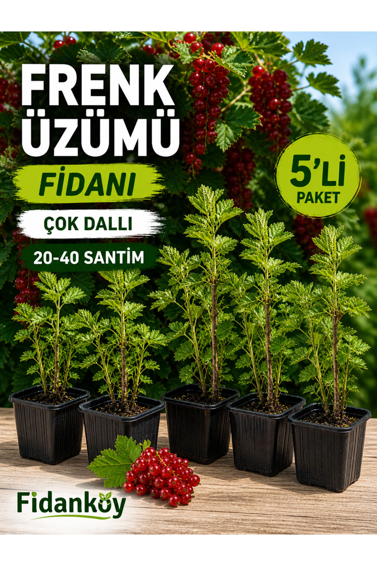 Frenk üzümü saksılı 5 Adet