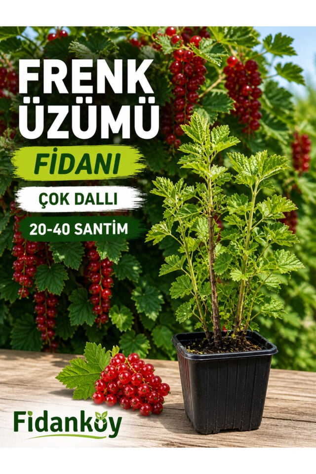 Frenk üzümü saksılı