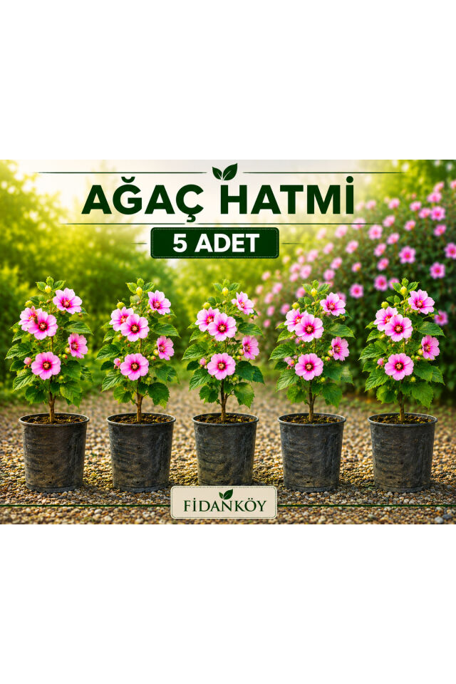 Ağaç hatmi fidanı 5 adet tüplü