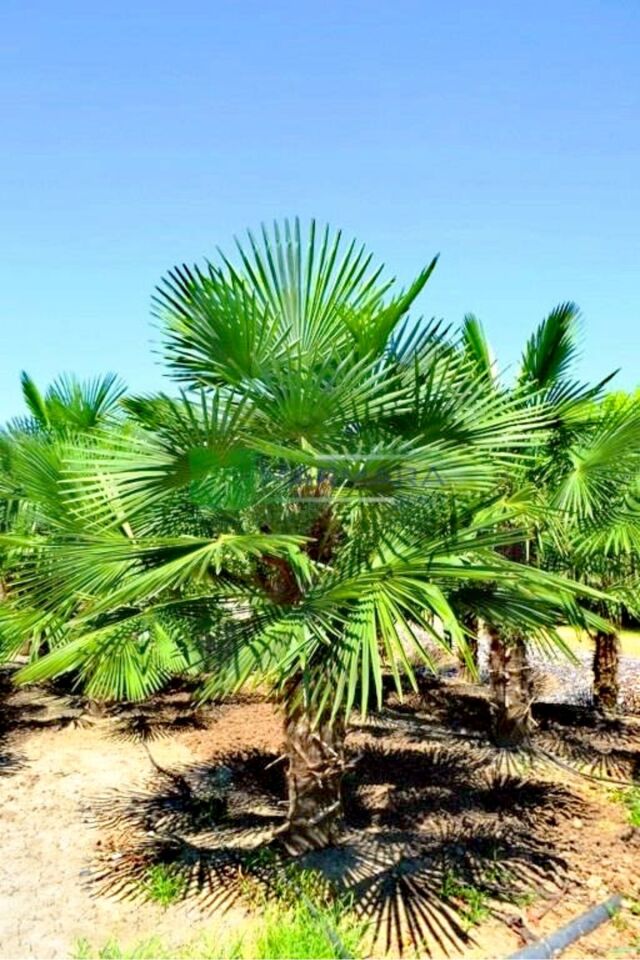 Palmiye Fidanı büyük tüplü / saksili 50/80 cm