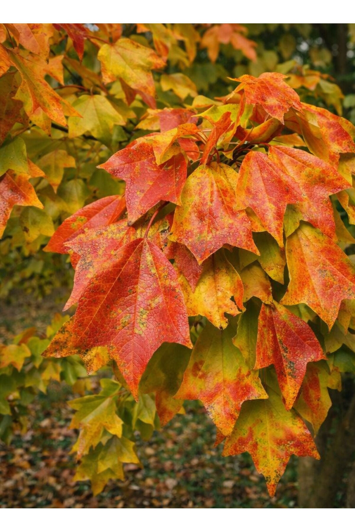 Çin akçaağaçı, Acer buergerianum tüplü fidan