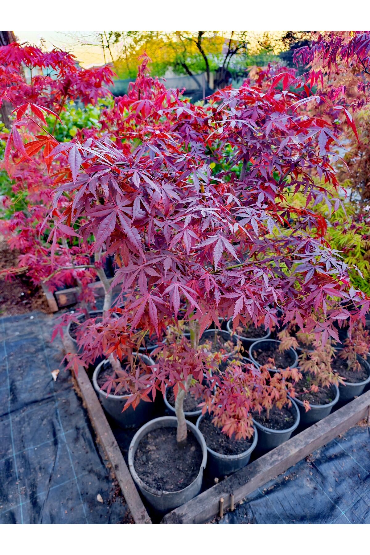 Japon akçaağaçı Acer palmatum büyük saksıli 120/150 cm