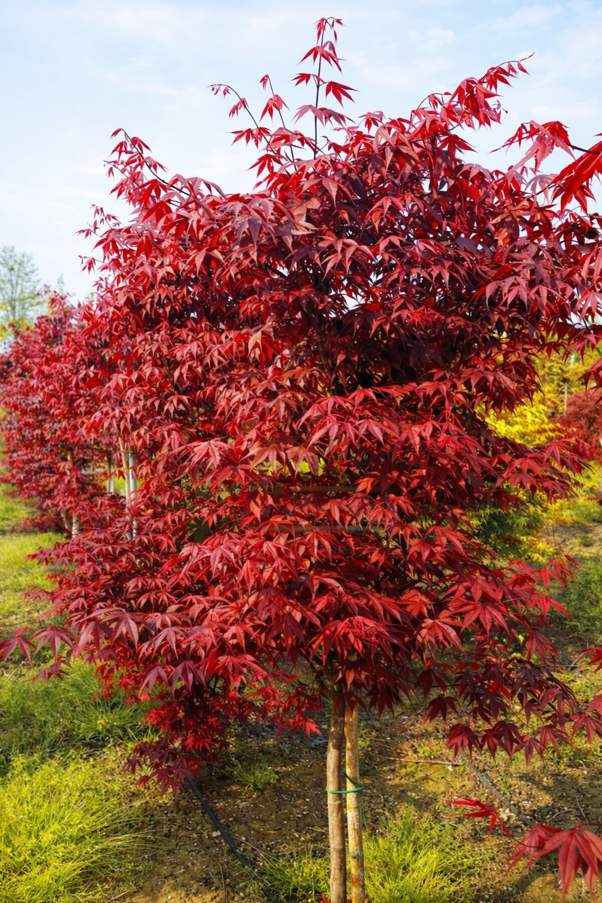 Japon akçaağaçı Acer palmatum büyük saksıli 20/40 cm