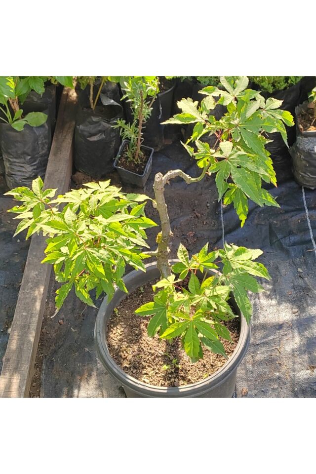 Bonsai akçaağaç