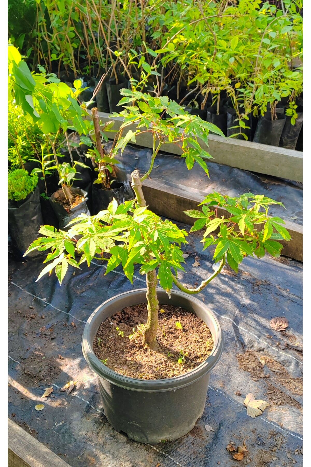 Bonsai akçaağaç