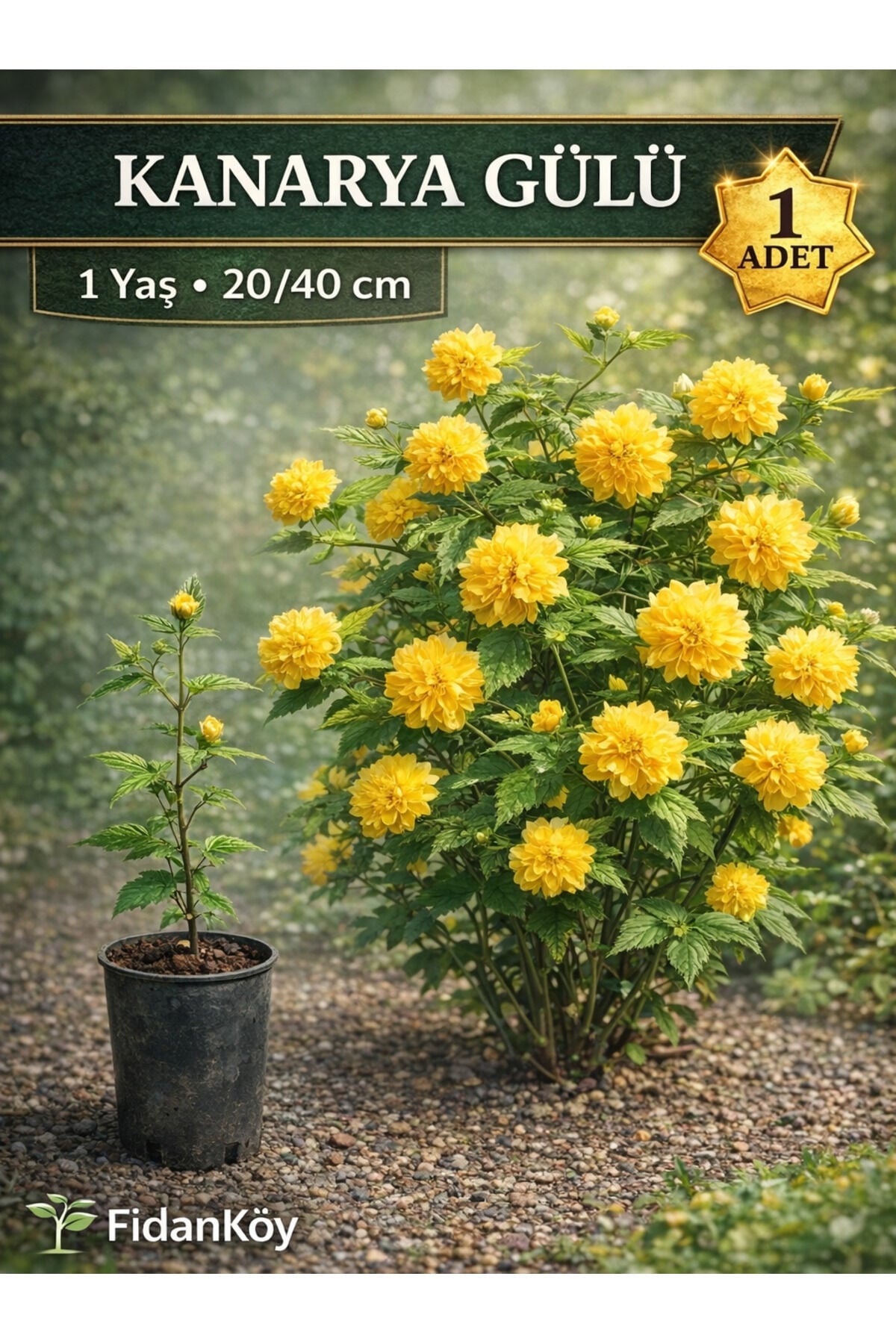Kanarya gülü kerria japonica tüplü 1 yaş