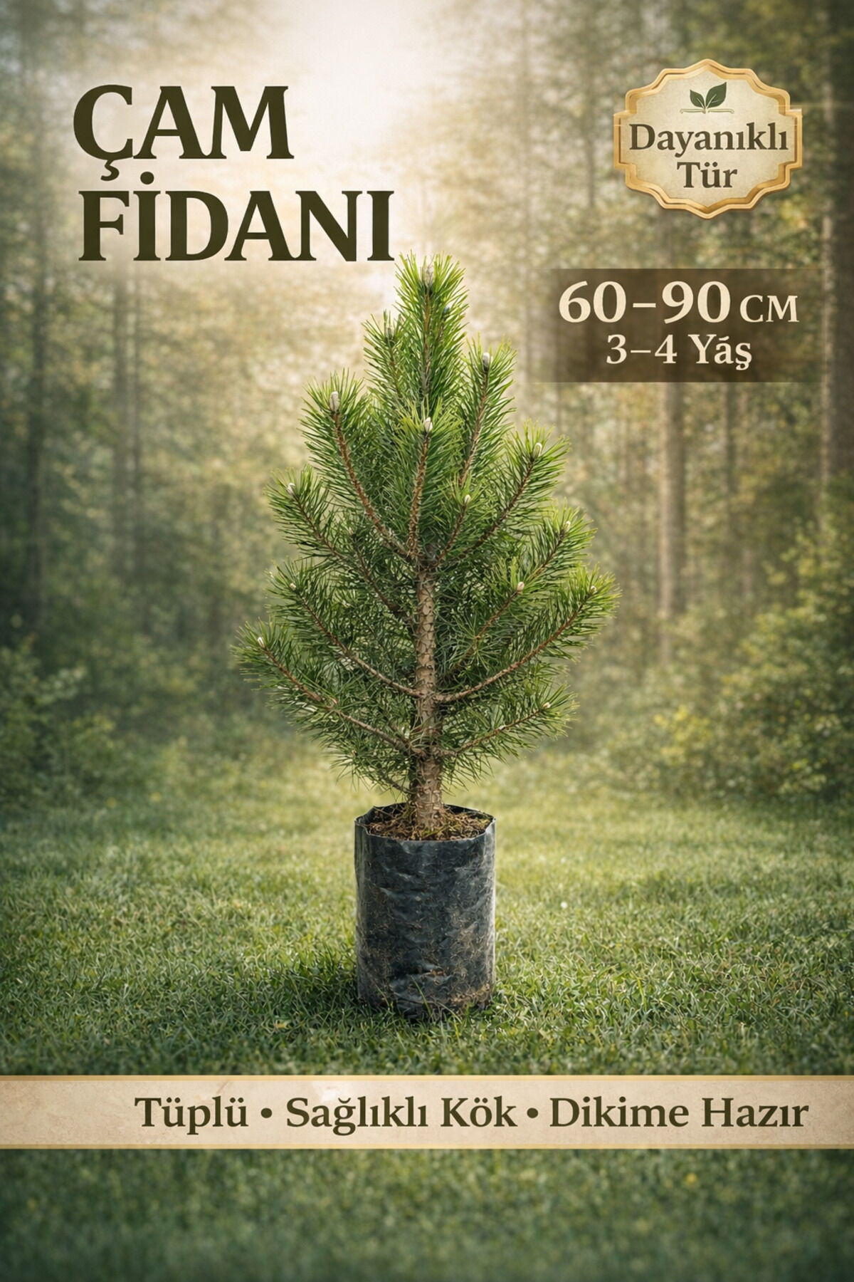 Çam Fidanı kalın gövdeli 3/4 yaş pinus nigra