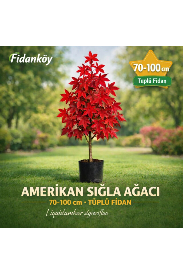 Amerikan sığla ağacı tuplu 70/100 cm