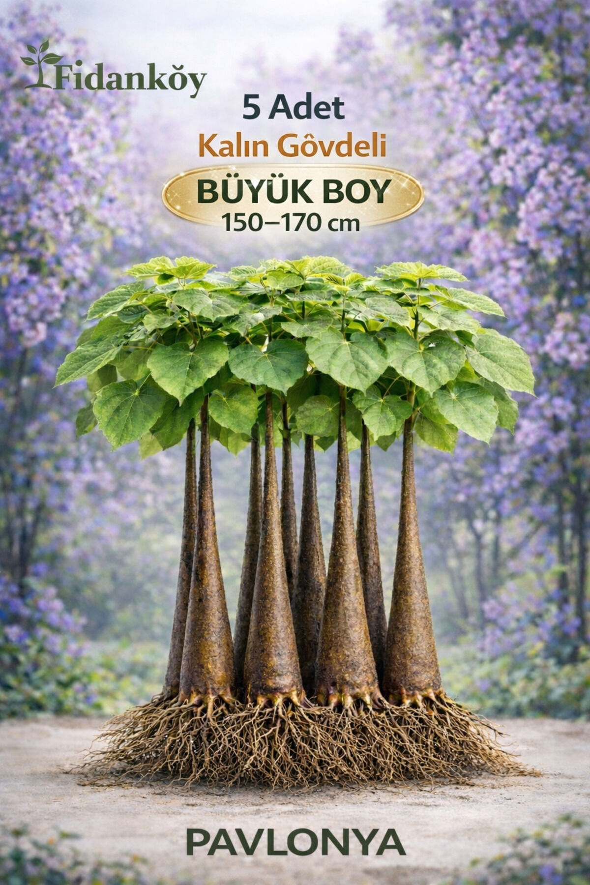 Pavlonya, Çin kavağı,Tez ağaç 5 adet 150/170 cm kalın fidanlar