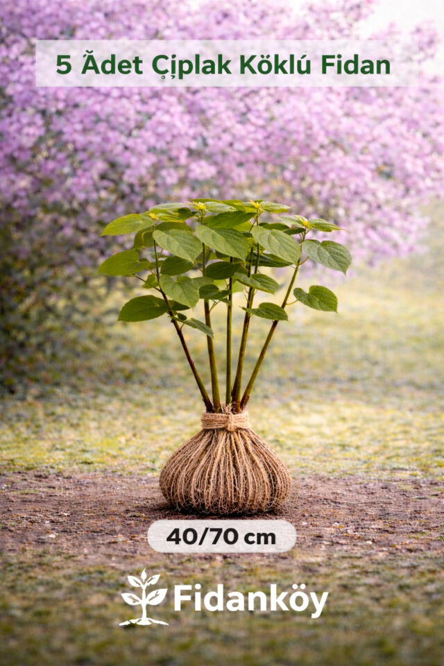 Pavlonya Çin kavağı Tez Ağaç 5 adet 40/70 cm