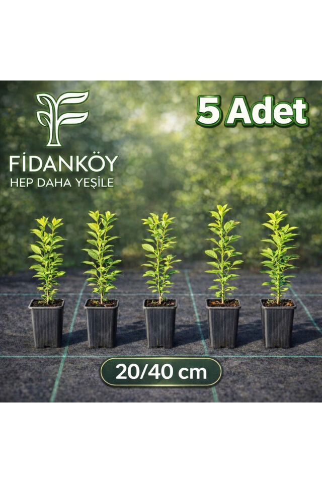 Yaban mersini likaba blueberry fidani 5 adet