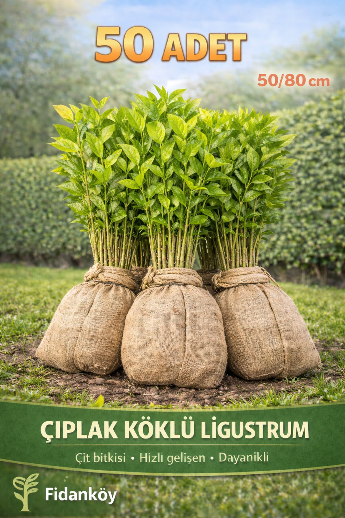 Çit bitkisi, Ligustrum, Kurtbağrı 50 Adet Çıplak köklü