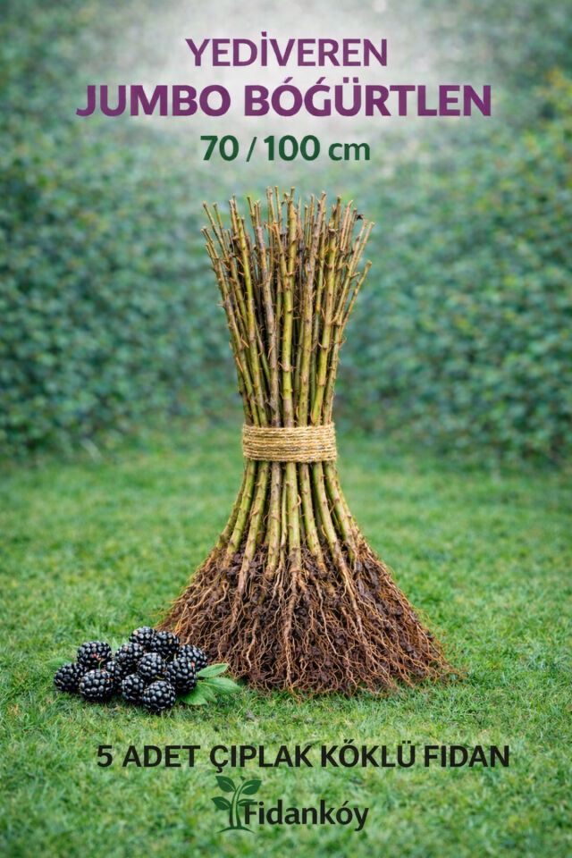 Jumbo böğürtlen yediveren 5 adet ciplak koklu fidan 70/100 cm kalın gövdeli