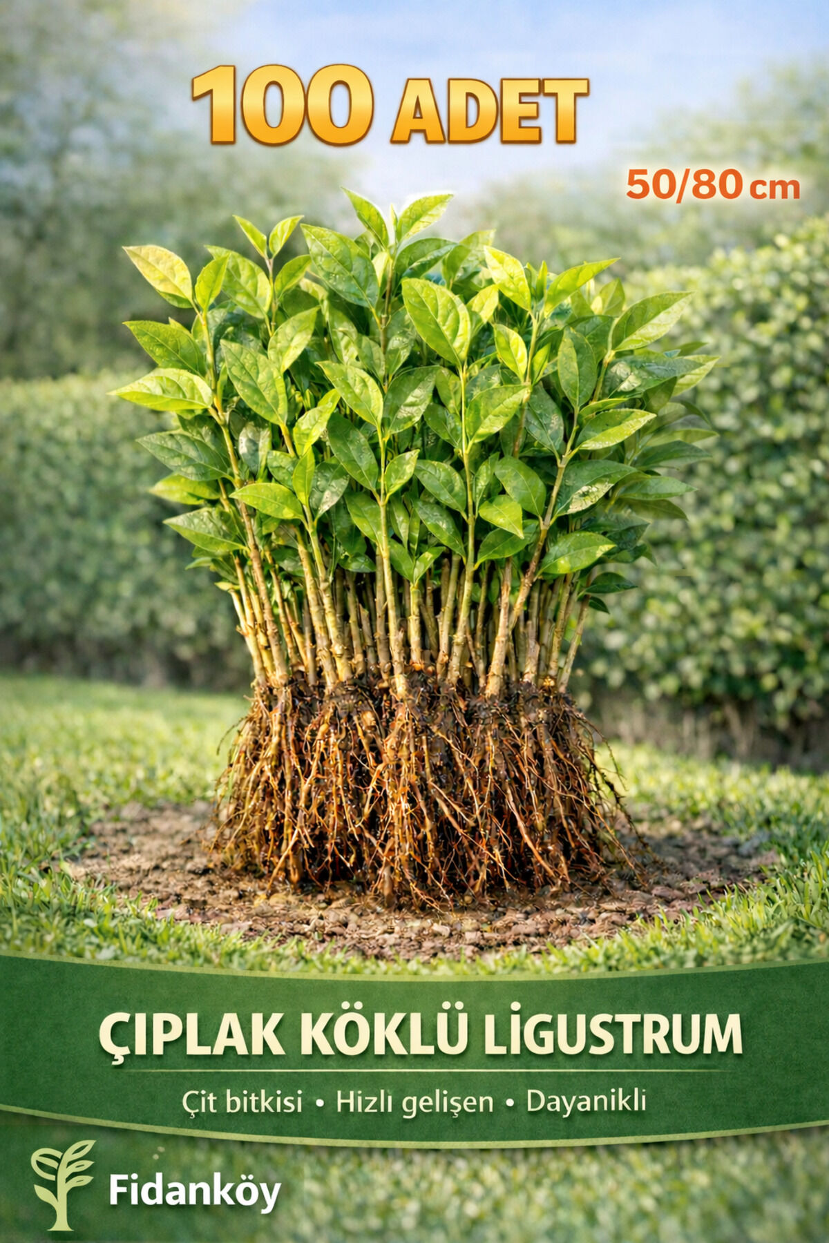 Çit bitkisi, Ligustrum, Kurtbağrı 100 Adet Çıplak köklü