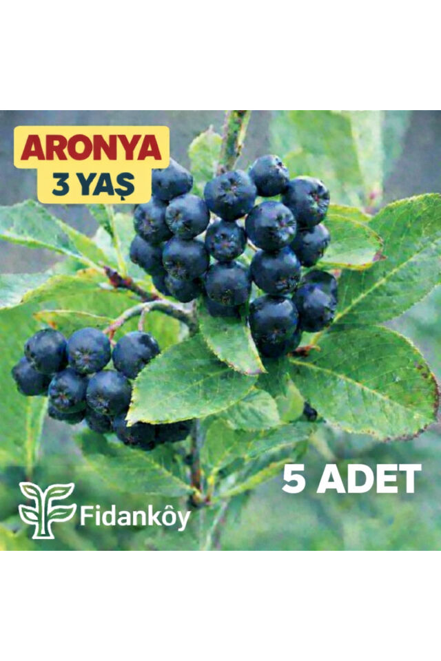 Aronya fidanı 3 yaş büyük tüplü 5 adet