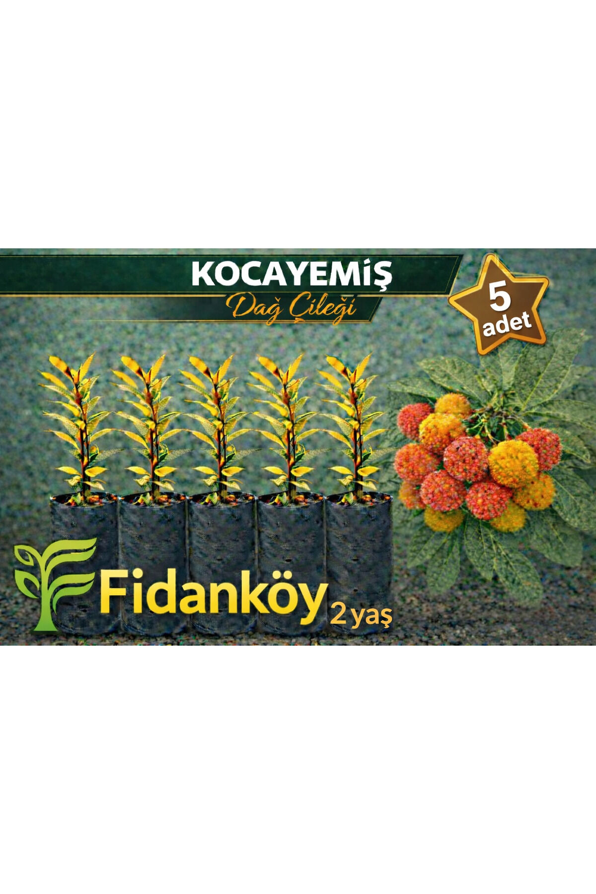 Kocayemiş, Dağ çileği 5 adet büyük tüplü fidan