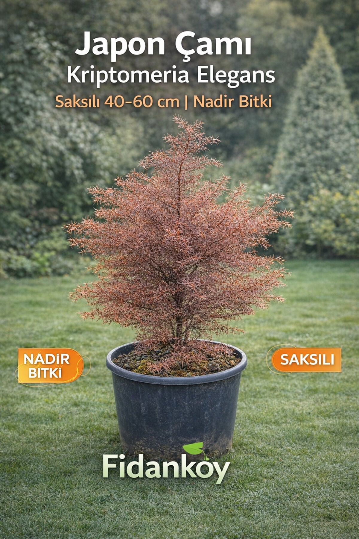 Japon çamı kriptomeria elegans saksılı nadir bitki