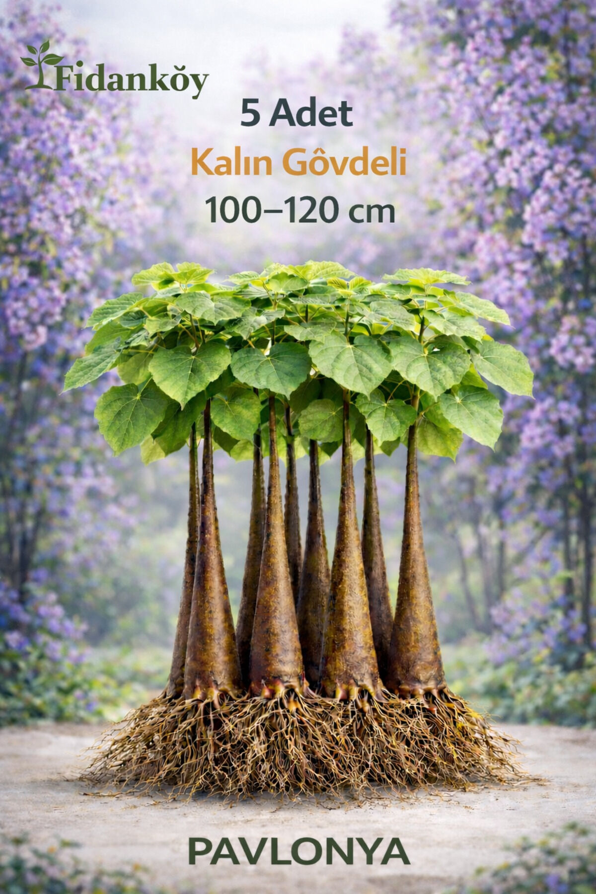 Pavlonya, Çin kavağı,Tez ağaç 5 adet 100/120 cm kalın fidanlar
