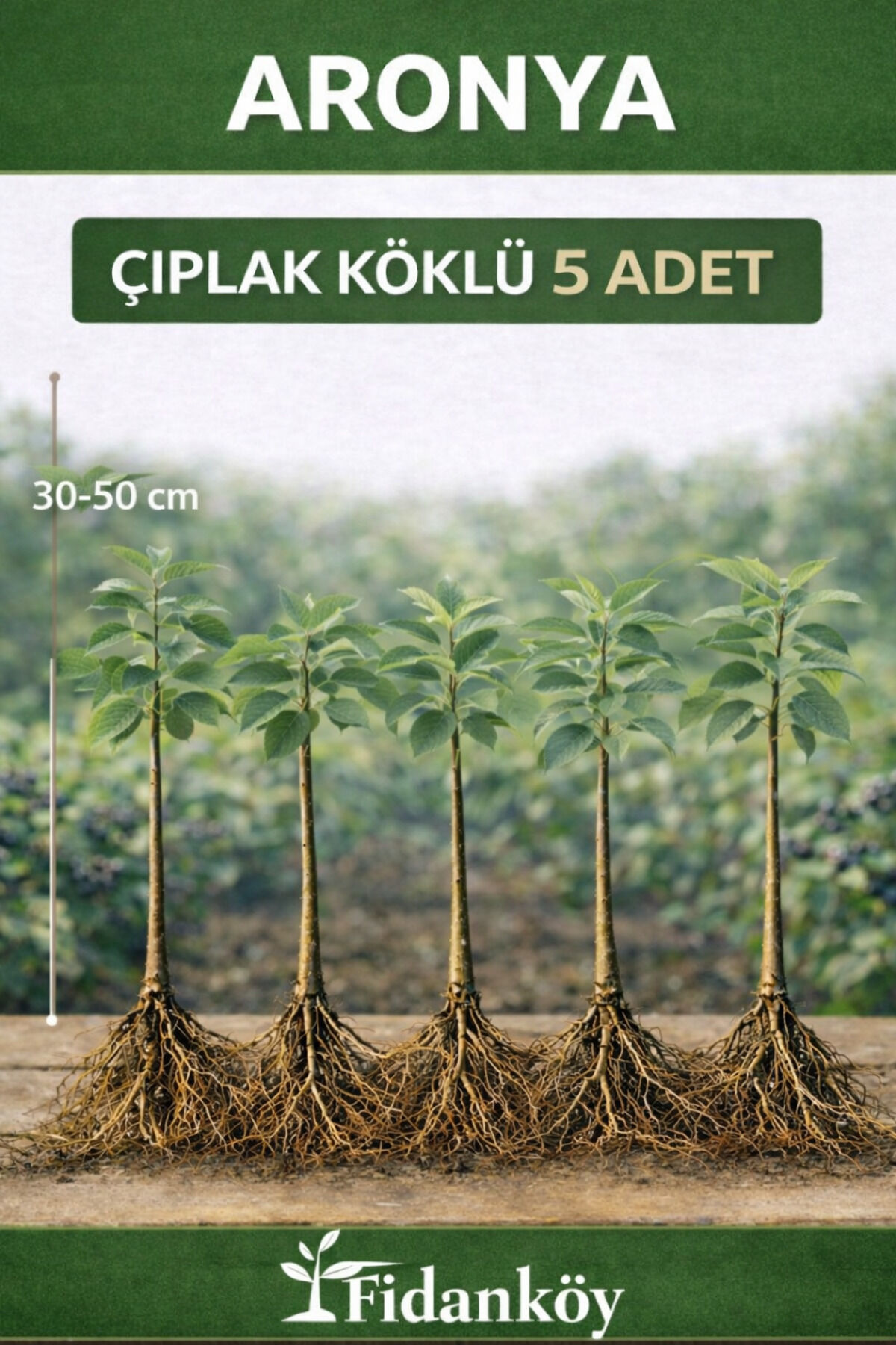 Aronya fidanı paper pot ( mini kağıt saksi) 5 adet 30/50 cm
