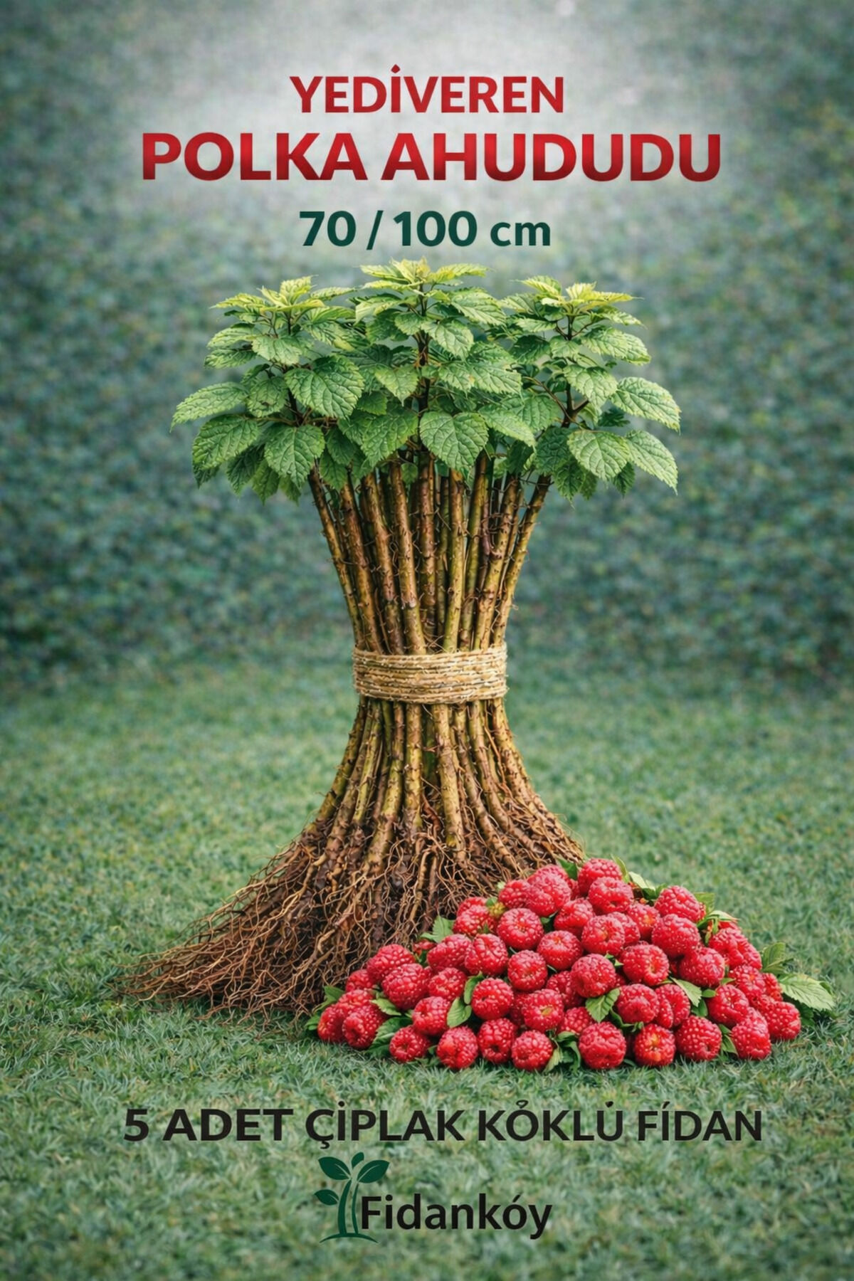 POLKA AHUDUDU YEDİVEREN 5 ADET 70/100 CM ÇIPLAK KÖKLÜ FİDAN