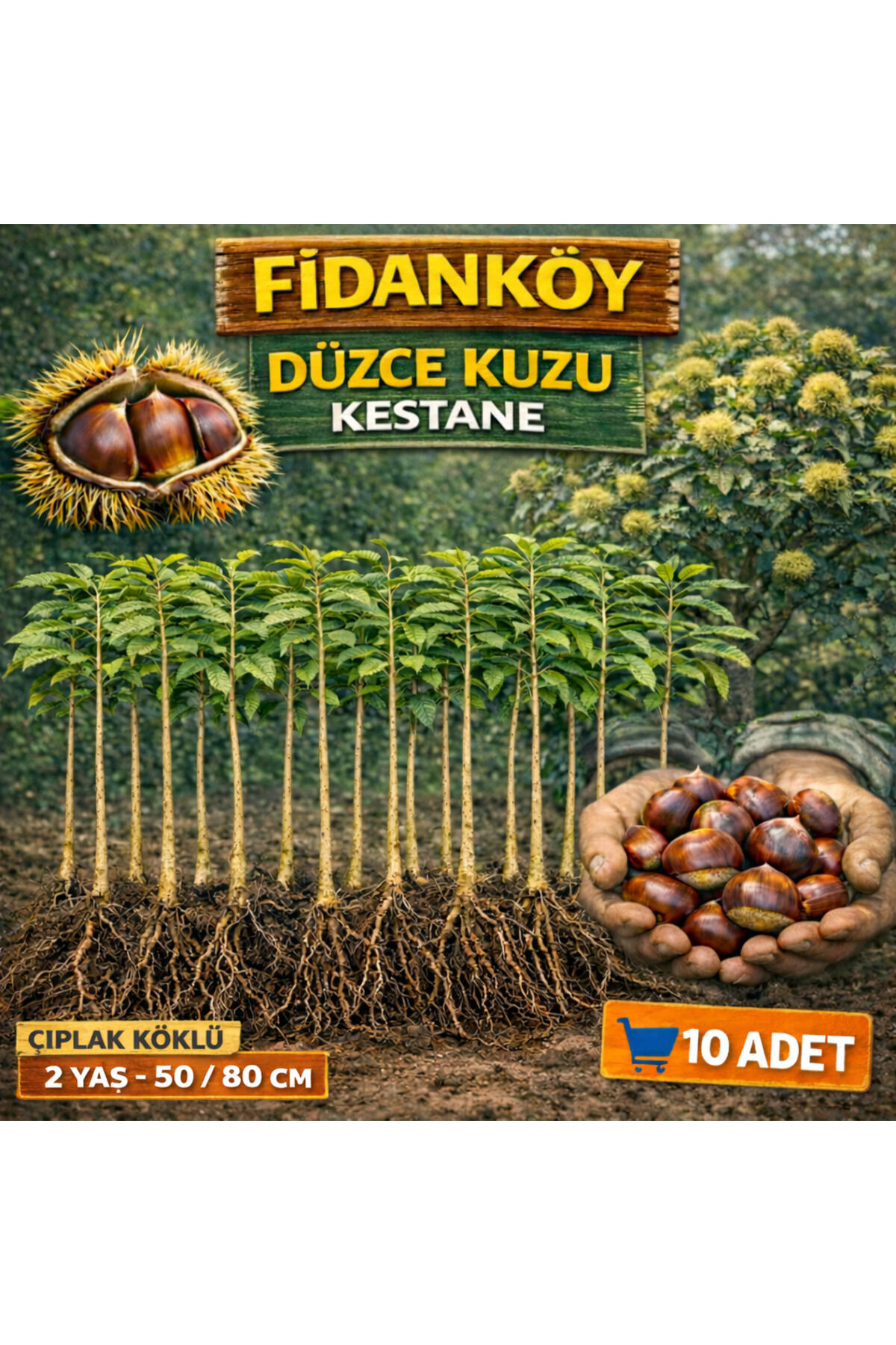 Kestane Fidanı çıplak köklü 10 adet
