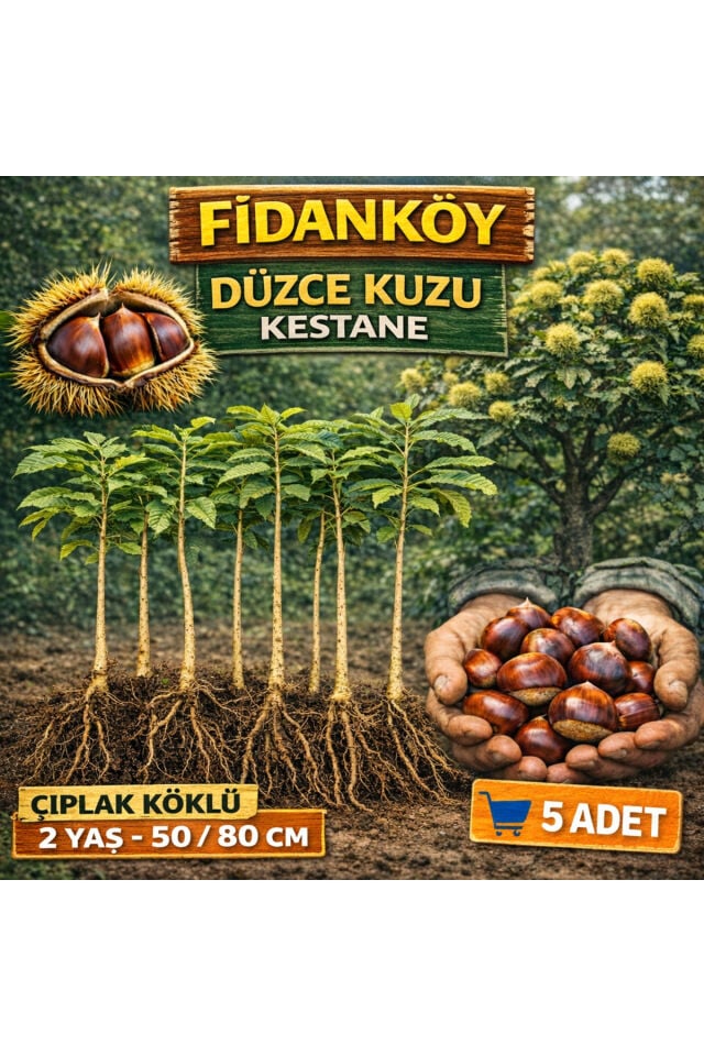 Kestane fidanı çıplak köklü 5 adet