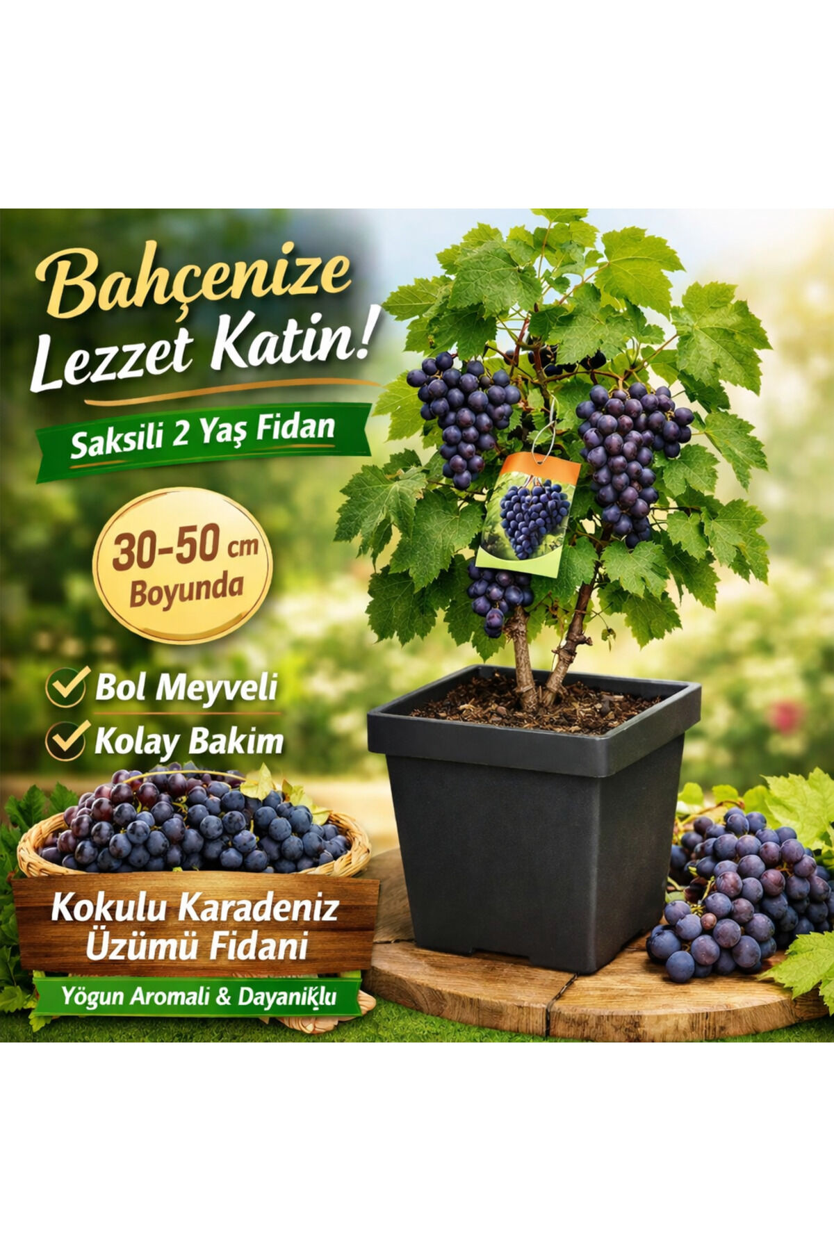 Kokulu karadeniz üzümü büyük saksılı