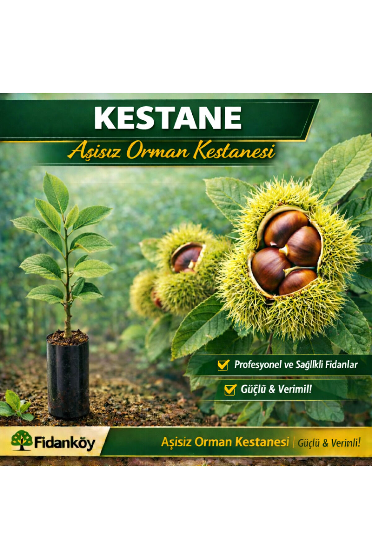 Orman kestanesi büyük tüplü