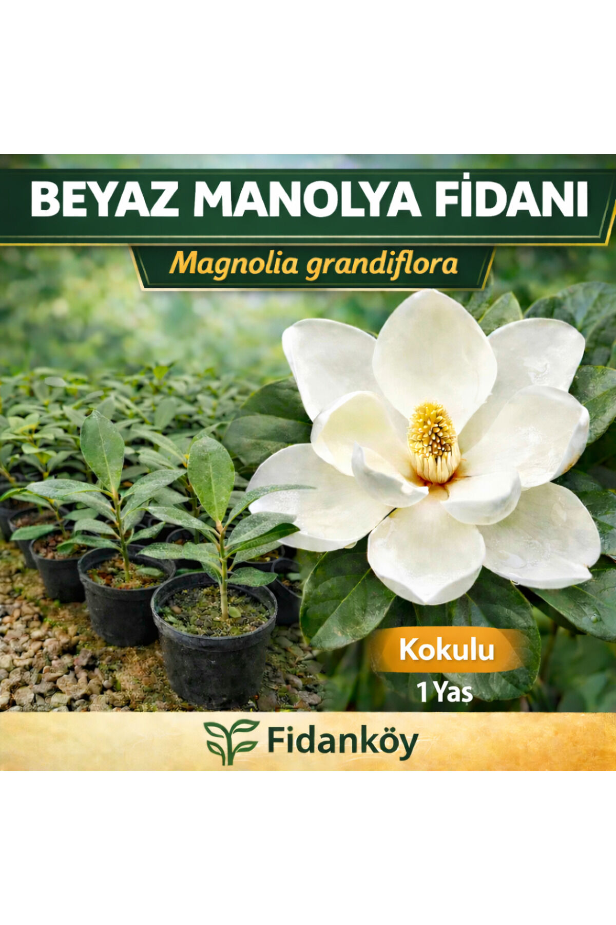 Manolya beyaz çiçekli 1 yaş tüplü / saksılı 2 adet